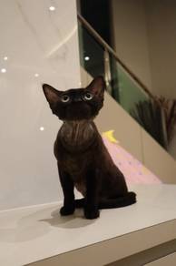 Devon rex cat proven