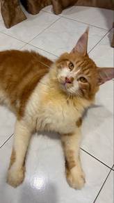 Mainecoon
