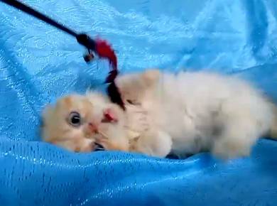 persian munchkin 