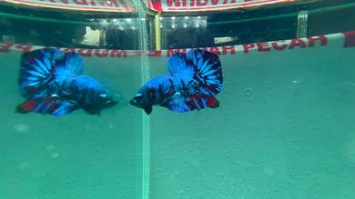 betta fish