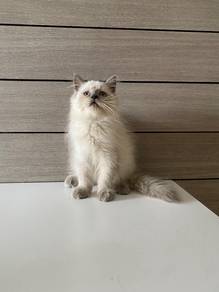 Male white longhair BSH Kittens For Sale
