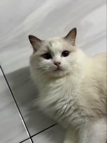 Ragdoll