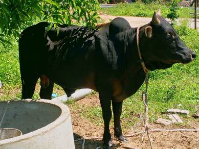 bapok lembu