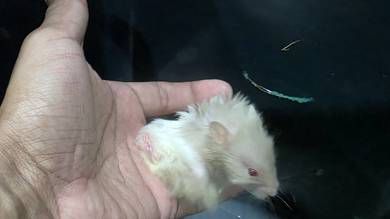 long hair male syrian 2 month