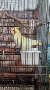 Cockatiel betina