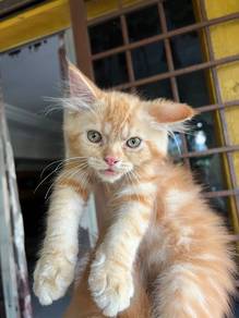 kucing