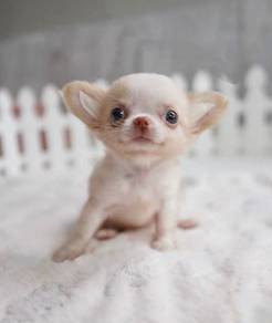CHIHUAHUA PUPPIES CH277🌷 Head Apple Female