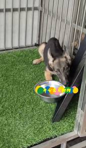 German Shepherd (M)