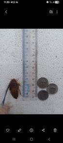 dubia roach 100g
