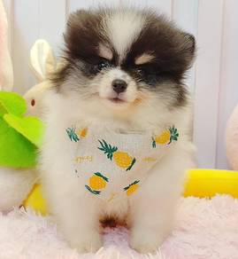 Pomeranian