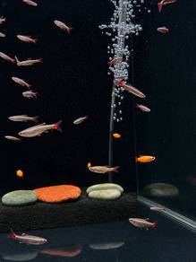 White Cloud Mountain Tetra