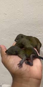 Tupai kelapa jinak x bukak mata lg