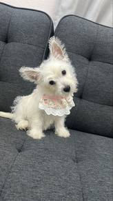 Westie West Highland Terrier female Puppy
