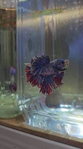 Betta Fish Ikan Laga Rosetail 