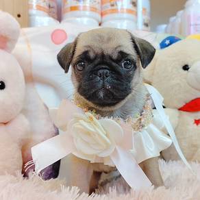 Pug