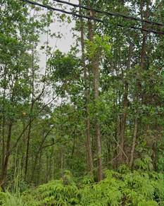 Agricultural Land in Serendah, SGR