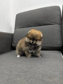 PFOS_P3308 BEAR Tiny Pomeranian super cute puppies