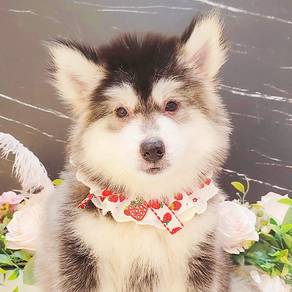 Husky