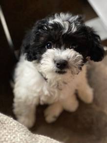 N8258 Obedient Shihpoo Cute Teddy Face Puppy Puppy