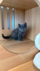british short hair male bsh