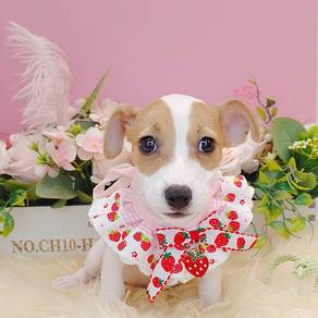 Jack Russell