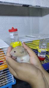 3 Anak hamster(Syrian) Untuk Di Jual (boleh nego)