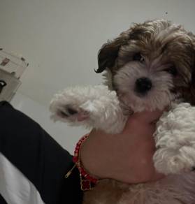 Shihpoo