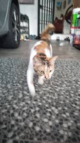 cat