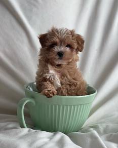 Maltipoo 14