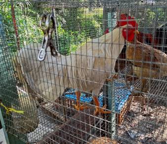 Ayam kampung