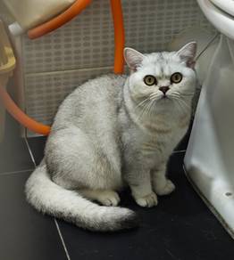 Bsh silver shaded male pure breed