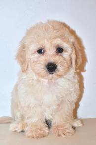 i25 Charming Maltichon Dog