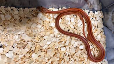 Stripe Corn Snake (Ular Jagung)