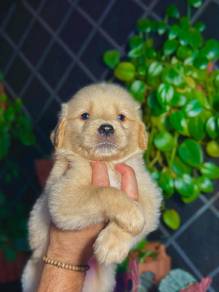 Golden Retriever''''