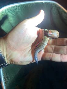 periophthalmodon septemradiatus