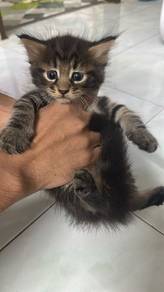 rehome mainecoon 