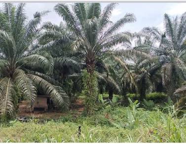 Agricultural Land in Sungai Siput, PRK