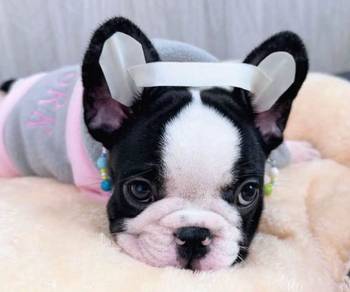 FRENCH BULLDOG PUPPIES 🌻VIP160 Girl
