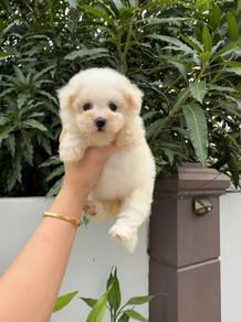 Pure Bichon puppy