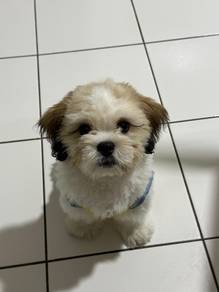 Shih Tzu 🐶