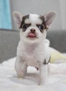 CHIHUAHUA PUPPIES VIP195🌷Head Apple Cute Dog Boy