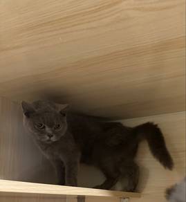 British Shorthair Blue Female BSH Betina