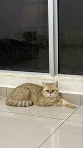 British short hair (BSH male)