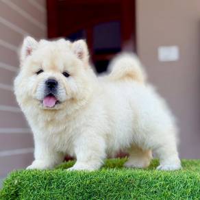 chow chow&&