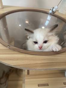 female ragdoll