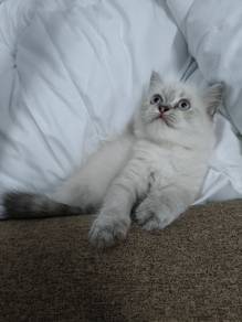 persian semi face