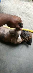 daniff/mastiff/greatdane 