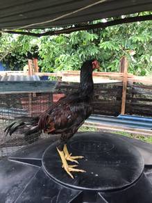 ayam pama iq berumur 3 bulan