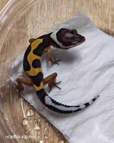 Leopard Gecko 