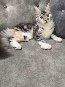 Re-home Calico Female Mainecoon 